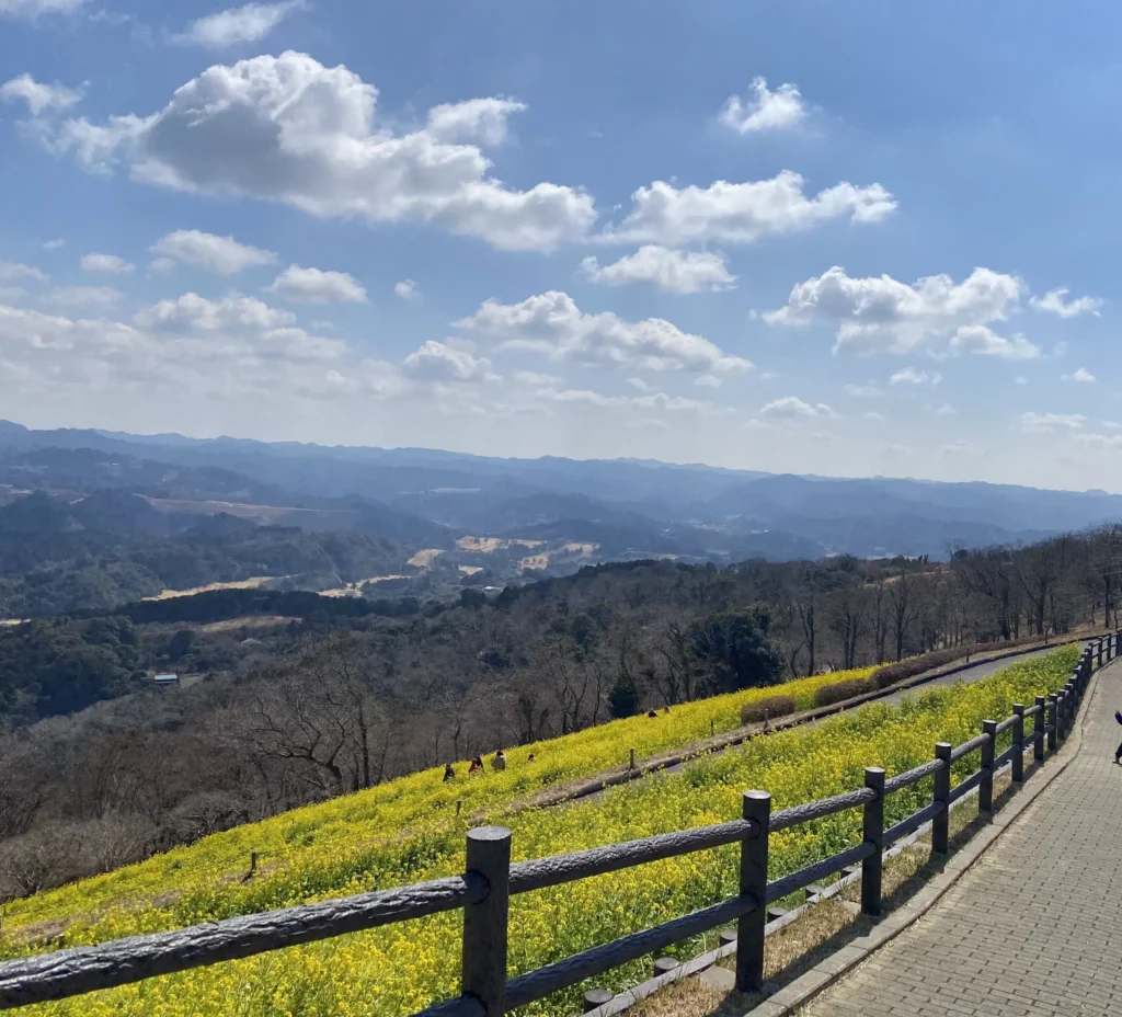晴れ渡る空に一面に咲き誇る菜の花と遠くの街並みを見下ろす、標高の高い山の上からの景色