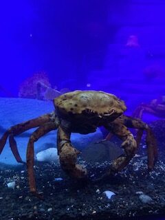 深海魚水族館