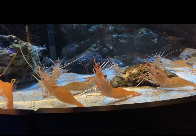深海魚水族館