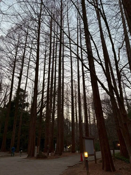 生田緑地内の冬の雑木林の写真